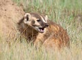 American Badger