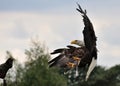 American bald eagle Royalty Free Stock Photo