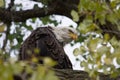 American Bald Eagle Royalty Free Stock Photo