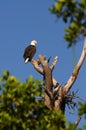 American Bald Eagle Royalty Free Stock Photo
