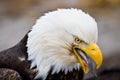American Bald Eagle Royalty Free Stock Photo