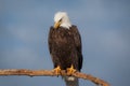 American Bald Eagle