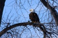 American Bald Eagle Royalty Free Stock Photo