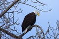 American Bald Eagle Royalty Free Stock Photo