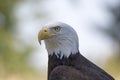 American bald eagle