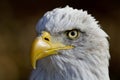 American bald eagle Royalty Free Stock Photo