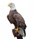 American Bald Eagle Royalty Free Stock Photo