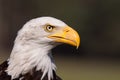 American bald eagle