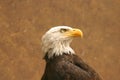 American bald eagle Royalty Free Stock Photo