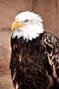 American bald eagle