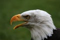 American bald eagle