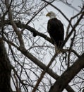 American Bald Eagle Royalty Free Stock Photo