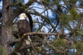 American bald eagle Royalty Free Stock Photo