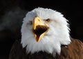 American Bald Eagle Royalty Free Stock Photo