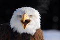 American Bald Eagle Royalty Free Stock Photo