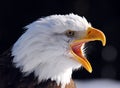 American Bald Eagle