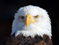 American Bald Eagle Royalty Free Stock Photo