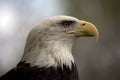 American Bald Eagle Royalty Free Stock Photo