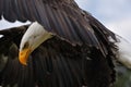 American bald eagle Royalty Free Stock Photo