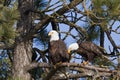 American bald eagle