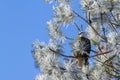 American Bald Eagle