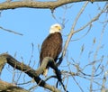 American Bald Eagle Against Bright Blue Sky Royalty Free Stock Photo