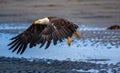 American Bald Eagle At Alaska