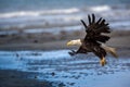 American Bald Eagle at Alaska