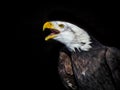 american bald eagle