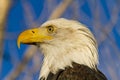 American Bald Eagle in Autumn Setting Royalty Free Stock Photo