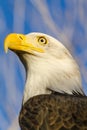 American Bald Eagle in Autumn Setting Royalty Free Stock Photo