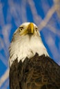 American Bald Eagle in Autumn Setting Royalty Free Stock Photo