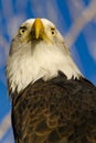 American Bald Eagle in Autumn Setting Royalty Free Stock Photo