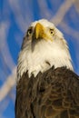 American Bald Eagle in Autumn Setting Royalty Free Stock Photo