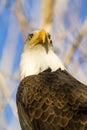 American Bald Eagle in Autumn Setting Royalty Free Stock Photo