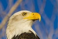 American Bald Eagle in Autumn Setting Royalty Free Stock Photo
