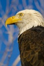 American Bald Eagle in Autumn Setting Royalty Free Stock Photo