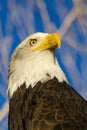 American Bald Eagle in Autumn Setting Royalty Free Stock Photo