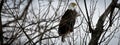 American Bald Eagle Banner Royalty Free Stock Photo