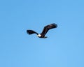 American Bald Eagle begins to hunt after having its turn at nesting