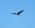 American Bald Eagle begins to hunt after having its turn at nesting