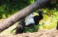 American Bald Eagle Royalty Free Stock Photo