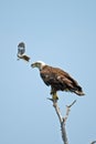 American Bald Eagle Being Harassed