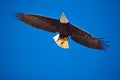 American bald eagle in birds of prey show at Palmitos Park in Maspalomas, Gran Canaria, Spain Royalty Free Stock Photo