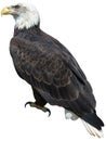 American Bald Eagle Bird, Isolated, Wildlife