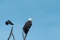 American bald eagle and the black bird Royalty Free Stock Photo