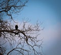 American Bald Eagle in Blue Sky Royalty Free Stock Photo