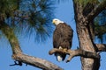 American Bald Eagle on branch Royalty Free Stock Photo