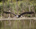 American Bald Eagle