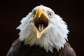 An American bald Eagle calling Royalty Free Stock Photo